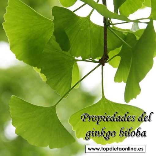 Propiedades Del Ginkgo Biloba Mejora La Memoria Top Dieta Online