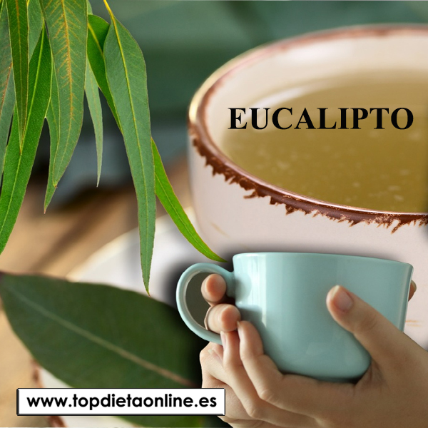 Eucalipto